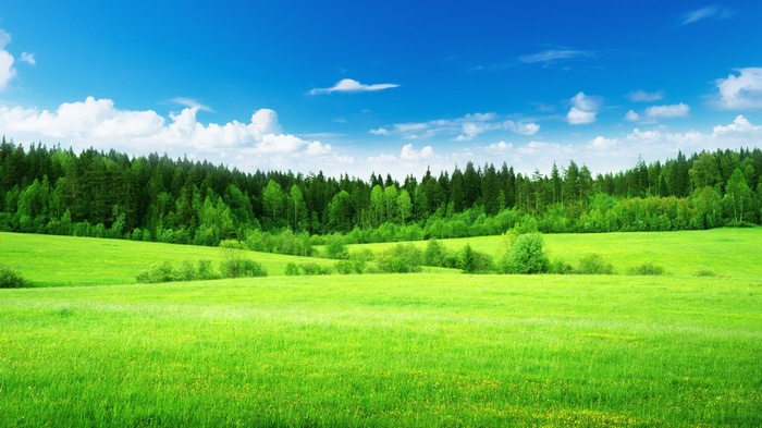 Green meadow with a forest and blue sky