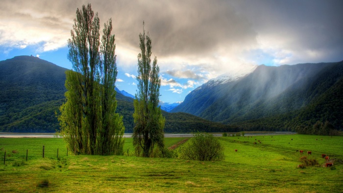 Tall trees in a green field with mountains and clouds