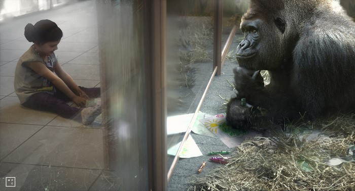 Girl drawing and gorilla in enclosure