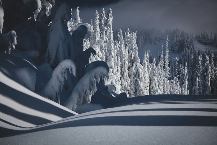Snow-covered trees and landscape in winter