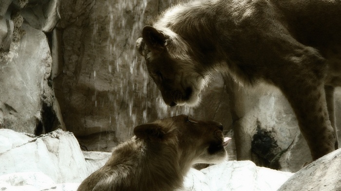 Two lions near a waterfall