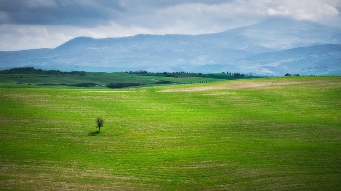 Rolling green hills with a lone tree and mountains