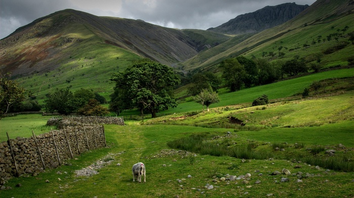Sheep in a green valley with stone wall and mountains