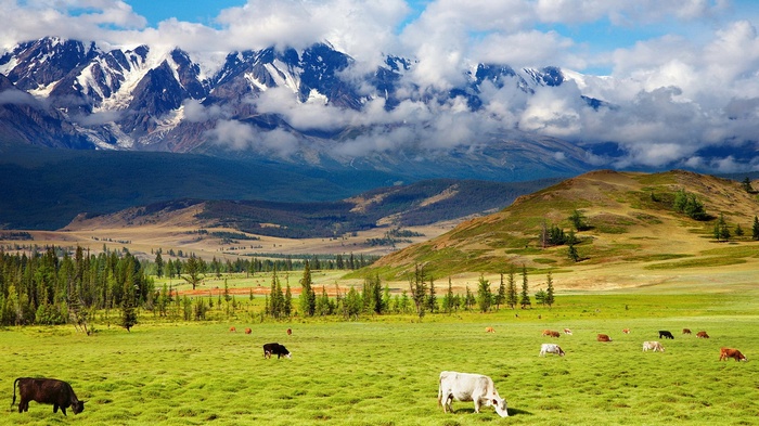 Cows grazing in a green meadow with snow-capped mountains