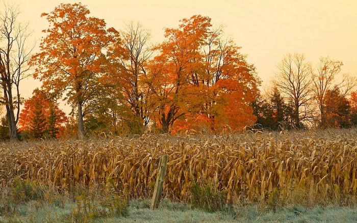 Autumn trees over a cornfield