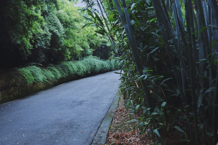 Road through a bamboo forest