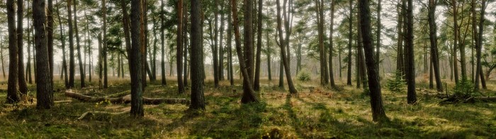 Pine forest landscape with fallen trees