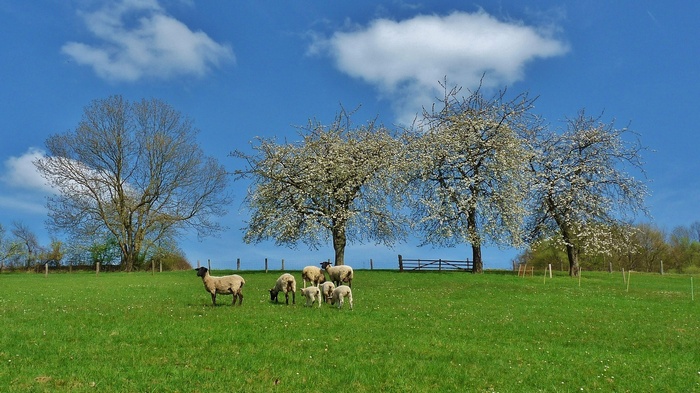 Sheep grazing in a field with blooming trees
