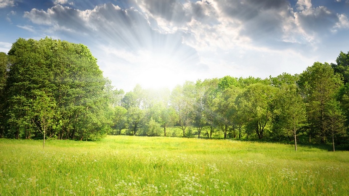 Sunlight shining through trees over a grassy meadow