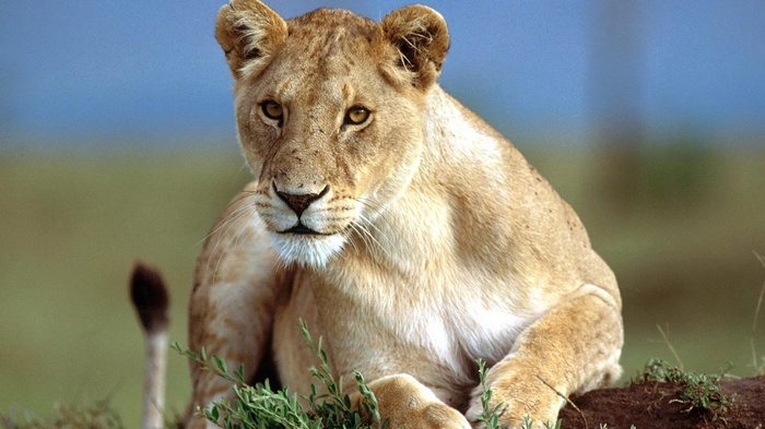 Lioness lying in the grass