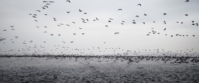 Flock of birds flying over the ocean