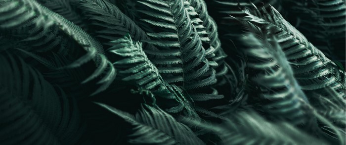 Close-up of dark green fern fronds