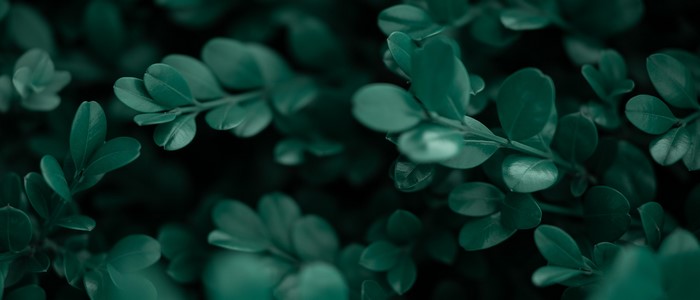 4K Ultrawide Photography of Dark Green Shrubs