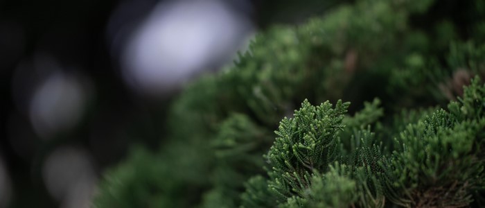 Macro photography of green coniferous branches