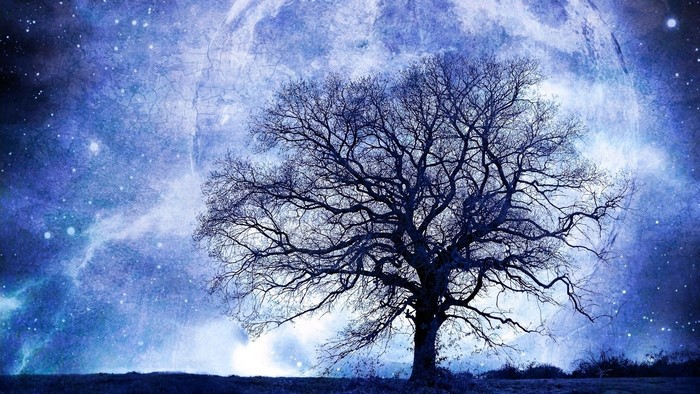 Bare tree under a starry moonlit sky