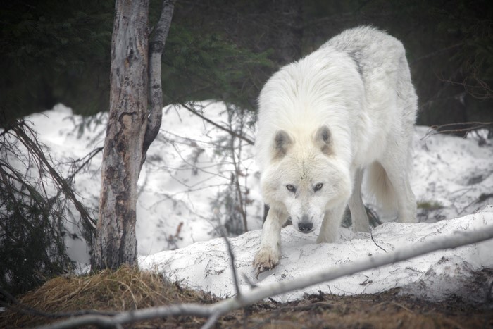 White wolf in a snowy forest