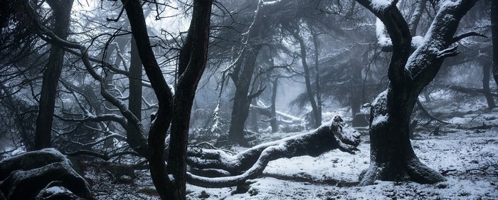 Snowy forest with fallen tree in winter