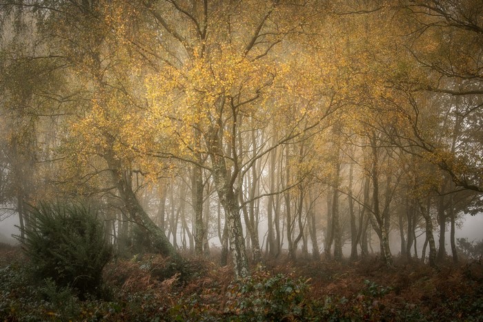 Misty forest with golden autumn trees and ferns