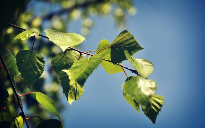 Green leaves on a branch against a blue sky