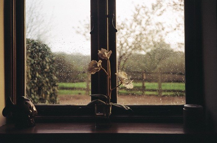 Flowers on a windowsill during a rainy day