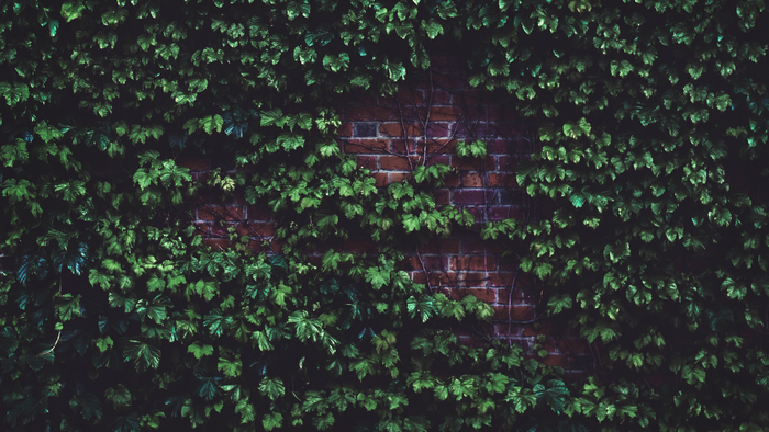 Green leaves covering a brick wall