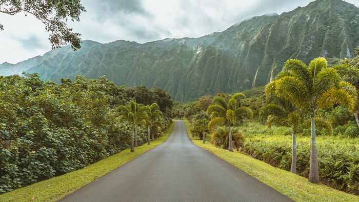 Road leading to mountains with palm trees and greenery