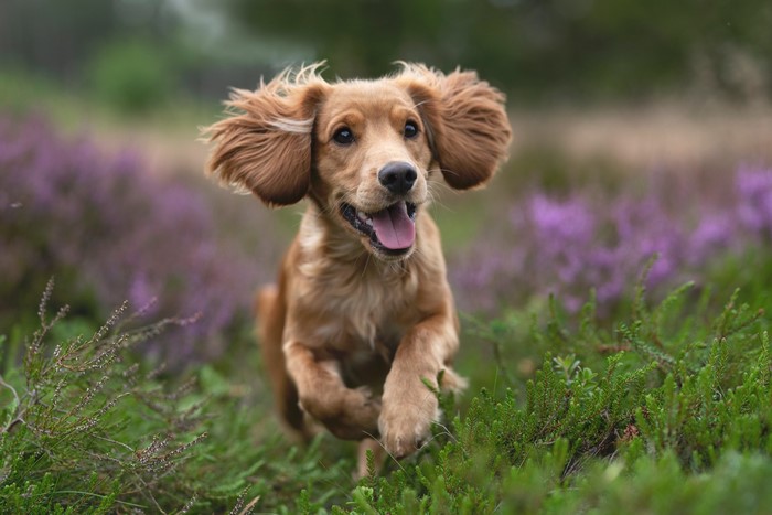 Golden Cocker Spaniel running through heather field