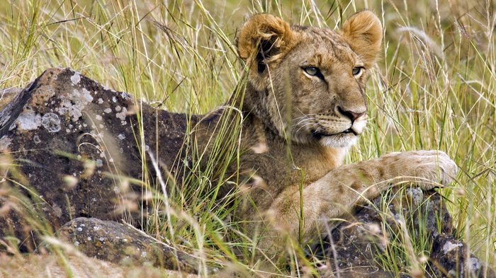 Lion cub resting on rocks in tall grass