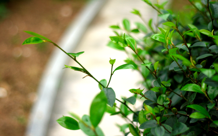 Green leaves and branches with shallow depth of field