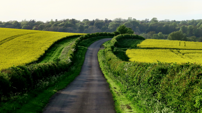 Winding country road through yellow fields and green hedges