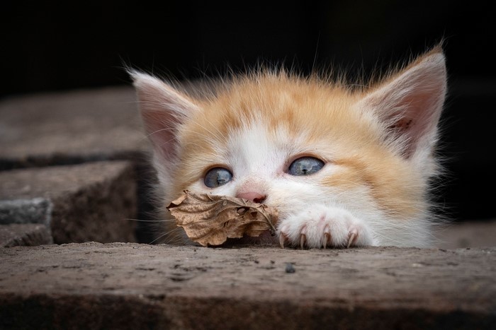 Orange and white kitten with blue eyes holding a leaf