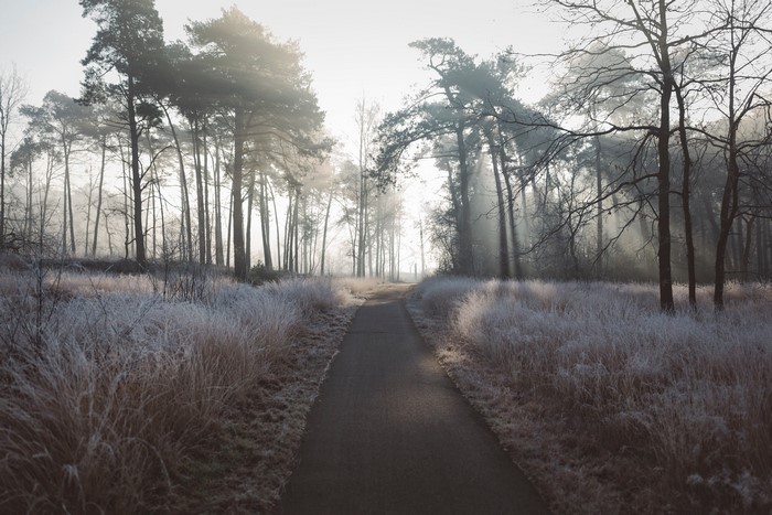 Winter forest path with frost-covered grass and trees