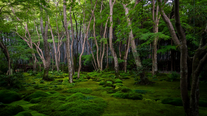 Mossy forest floor with bamboo and trees in Japan