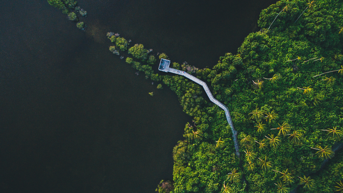 Aerial view of a wooden walkway through a mangrove forest