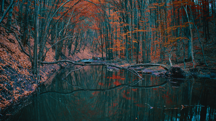 Autumn forest with a river and fallen tree