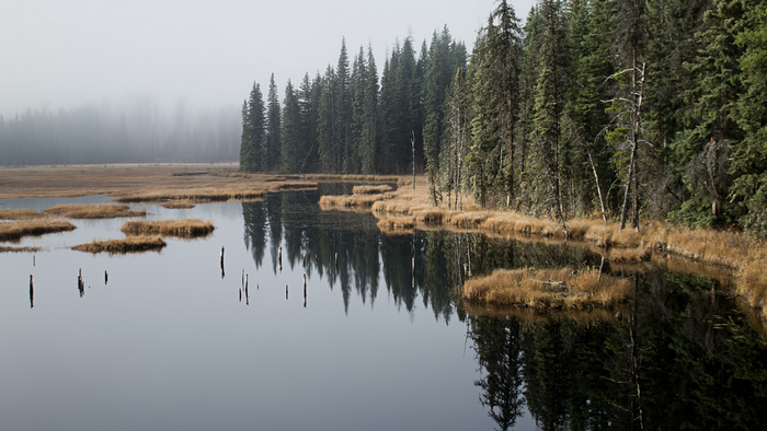 Misty lake with reflections of trees and grass