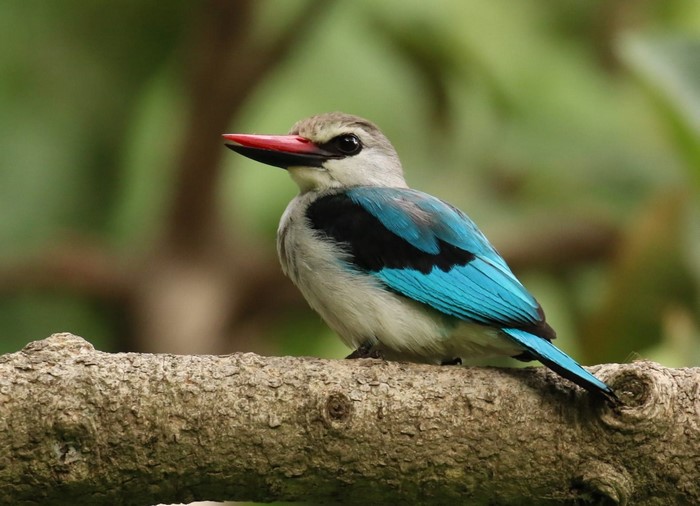 Grey-headed Kingfisher perched on a branch