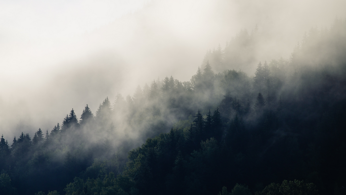 Misty forest on a mountain slope