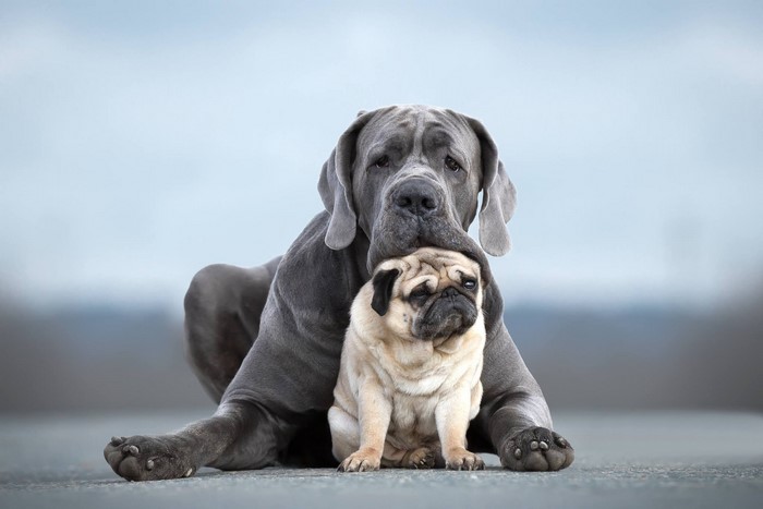 Great Dane dog resting its head on a pug