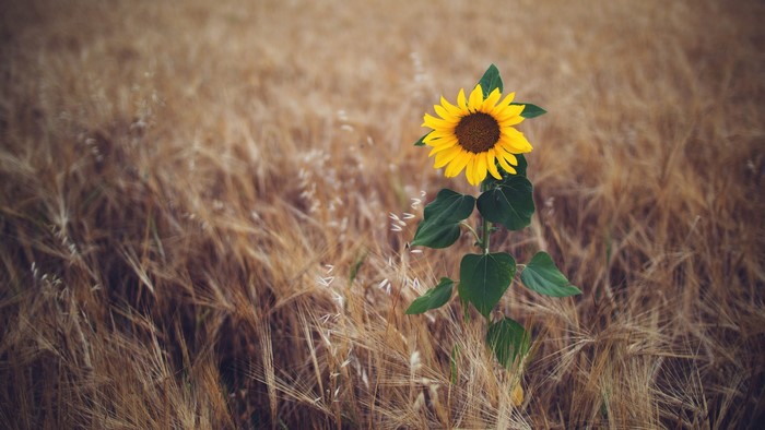 Sunflower in a field of wheat