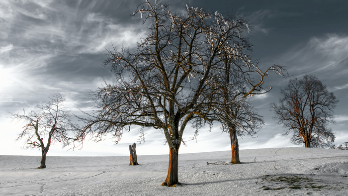 Bare trees in a snowy landscape under a cloudy sky