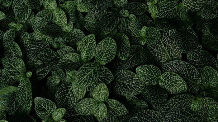 Close-up of Fittonia albivenis leaves with intricate white veins