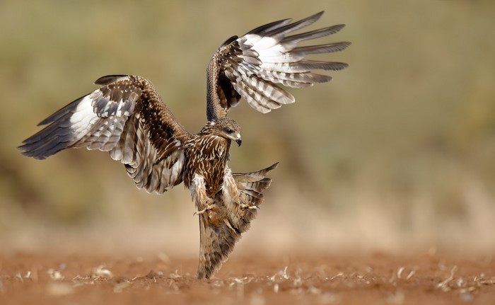 Black kite bird of prey in flight