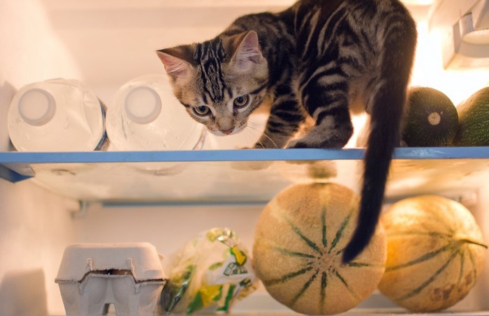 Kitten exploring inside a refrigerator