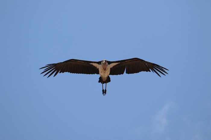 Marabou Stork in Flight