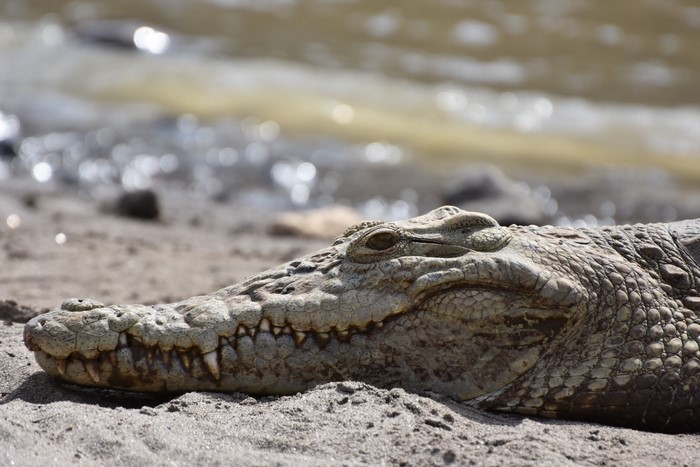 Crocodile resting on sandy shore near water