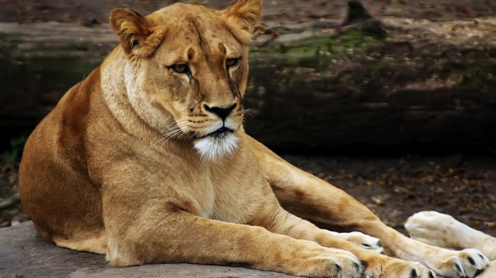 Lioness resting on a rock