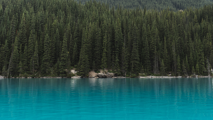 Turquoise lake and dense pine forest landscape