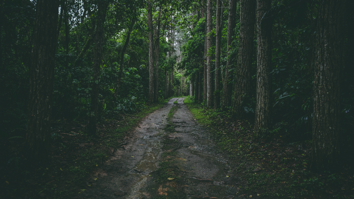 Dirt road through a dense forest in Brazil