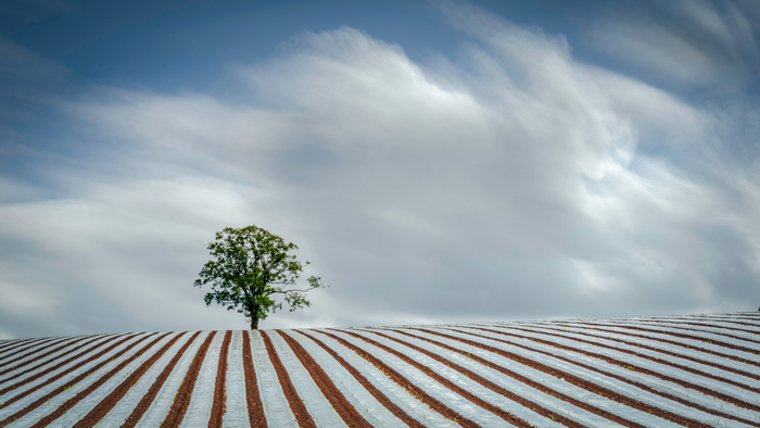 A lone tree on a cultivated field under a cloudy sky